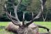 Poľovačka na jeleňa v ruji v Maďarsku a Rumunsku