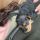 Welsh terrier