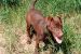 Patterdale terrier