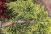 Sauer 202