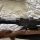 Pulsar digisight ultra N455