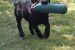 Labrador Retriever Anglicka pracovná linia