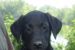 Labrador Retriever Anglicka pracovná linia