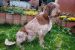 Taliansky spinone