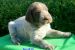 Taliansky spinone
