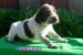 Taliansky spinone