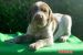 Taliansky spinone