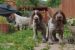 Taliansky spinone