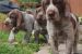 Taliansky spinone