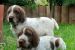 Taliansky spinone