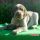Taliansky spinone