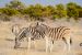 Africké safari – Namíbia, máj-august 2026