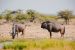 Africké safari – Namíbia, máj-august 2026