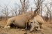 Africké safari – Namíbia, máj-august 2026