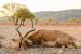 Africké safari – Namíbia, máj-august 2026