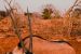 Africké safari – Namíbia, máj-august 2026