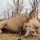 Africké safari – Namíbia, máj-august 2026