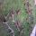 Predam