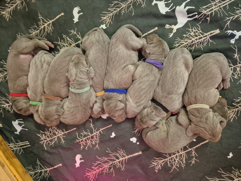 Šteniatka weimarského stavača