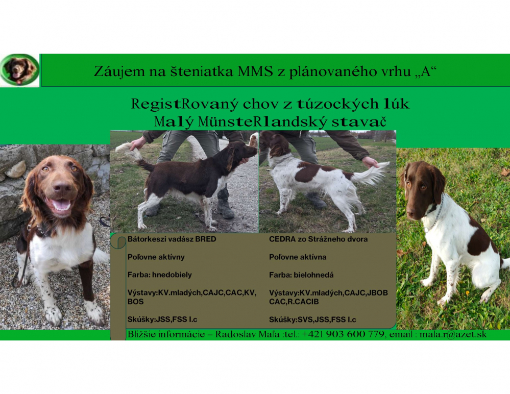 Predam steniatka Maleho Munsterlandskeho Stavaca