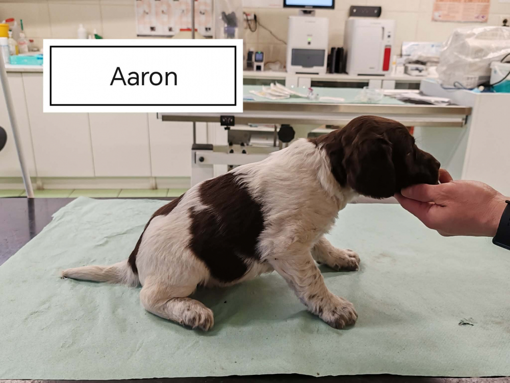 Predam steniatka Maleho Munsterlandskeho Stavaca