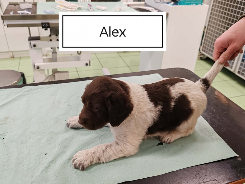 Predam steniatka Maleho Munsterlandskeho Stavaca