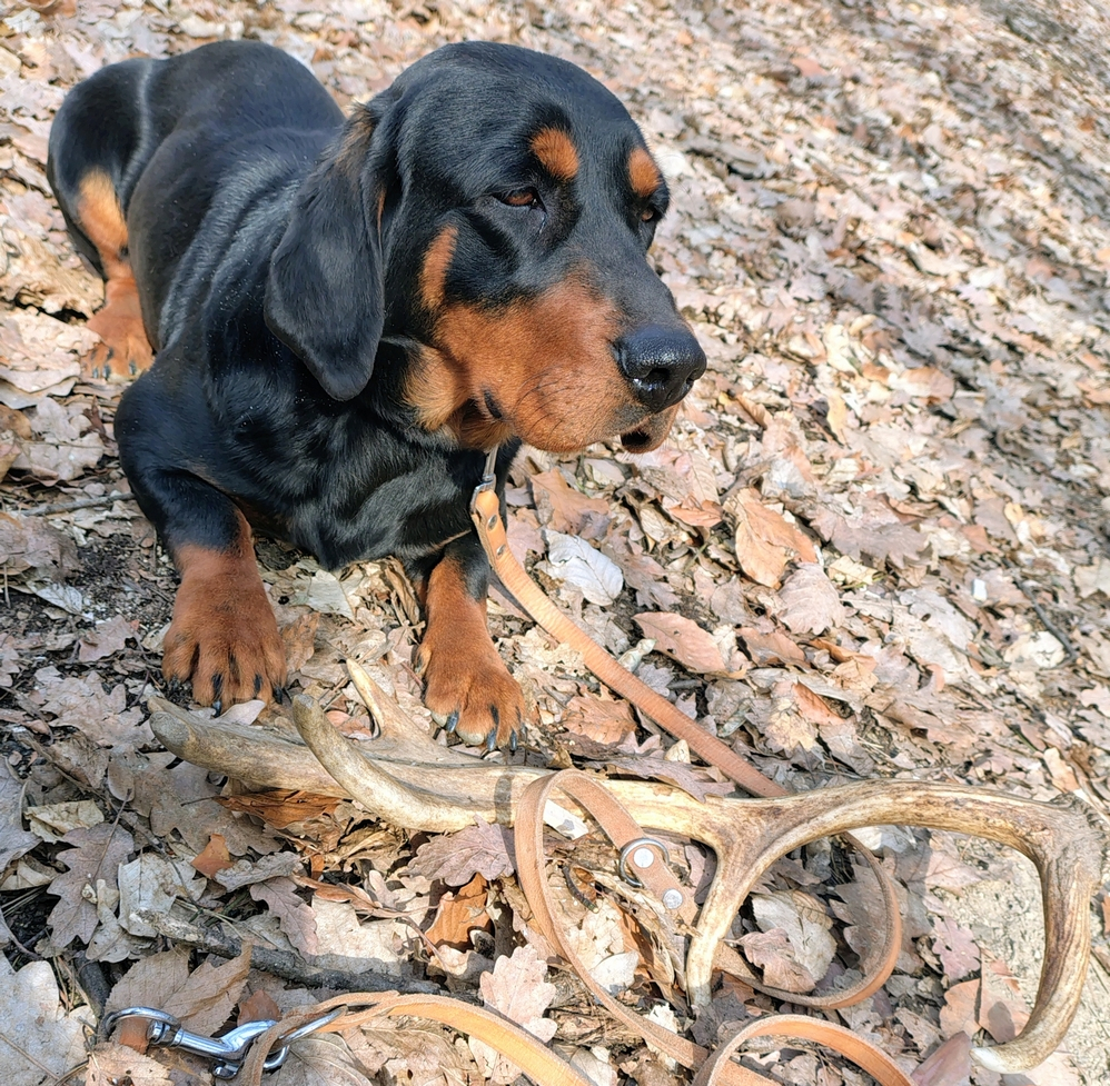 Poľovné upotrebiteľný pes AJD k ďalšiemu využitiu