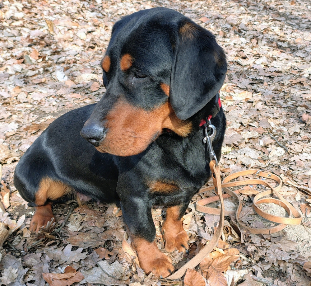 Poľovné upotrebiteľný pes AJD k ďalšiemu využitiu