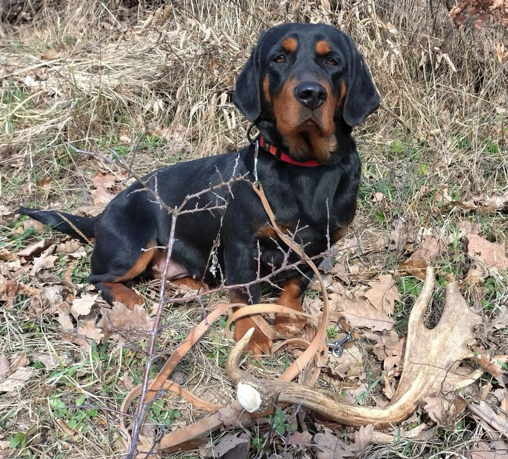 Poľovné upotrebiteľný pes AJD k ďalšiemu využitiu