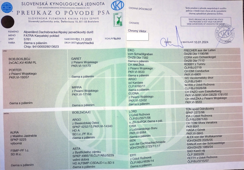 Poľovné upotrebiteľný pes AJD k ďalšiemu využitiu