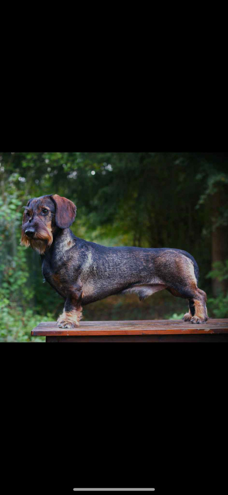 Jazvečík hrubosrstý s PP