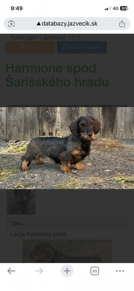 Jazvečík hrubosrstý s PP