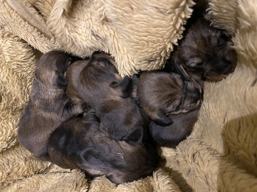 Jazvečík hrubosrstý s PP