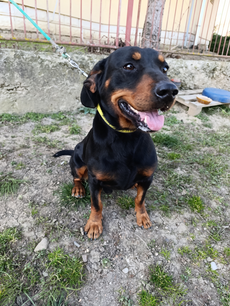 Tatranský Durič poľovne upotrebiteľny.