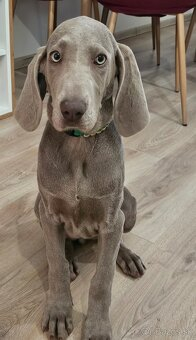 Slovenský hrubosrstý stavač - fenka