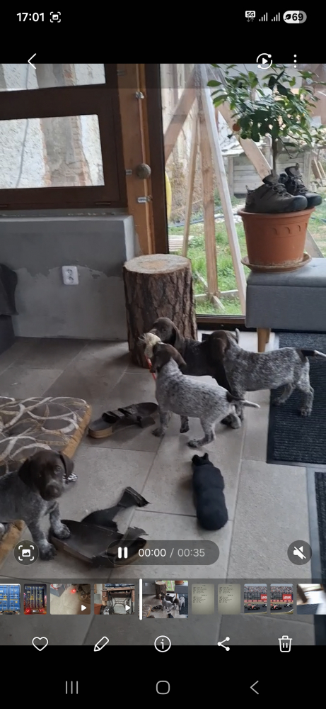 Prodám štěňata Německého krátkosrstého ohaře