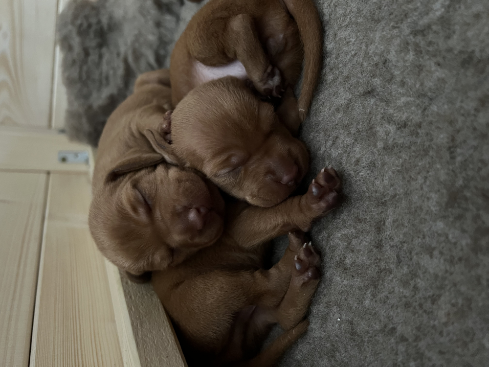 Maďarský krátkosrstý stavač