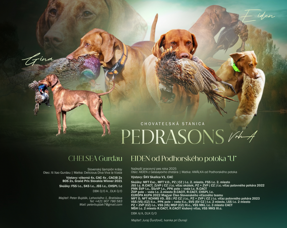 Maďarský krátkosrstý stavač