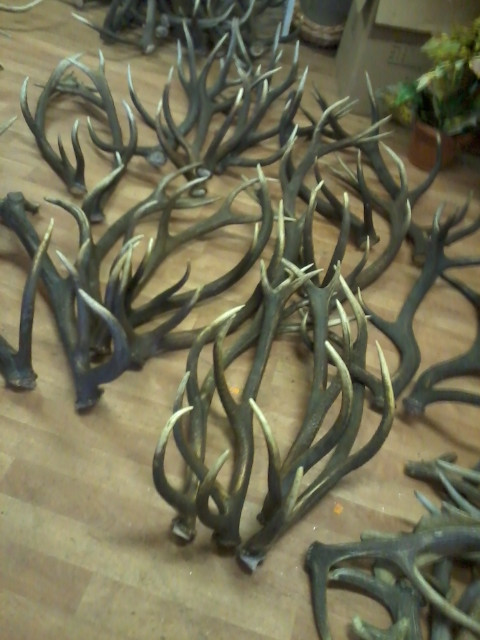 Jelenie, dančie a srnčie trofeje a zhody-parožie