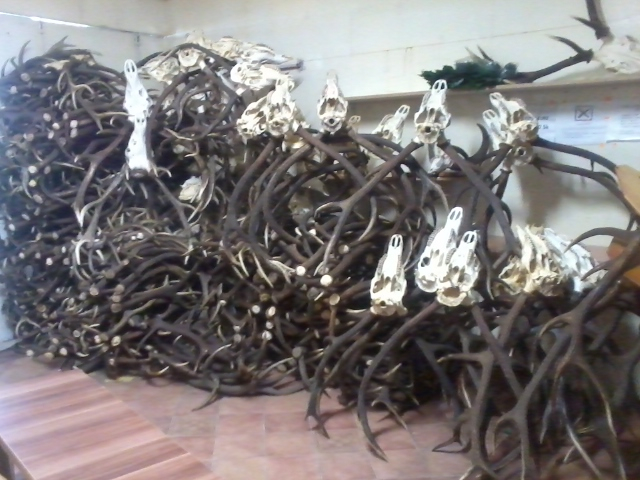 Jelenie, dančie a srnčie trofeje a zhody-parožie