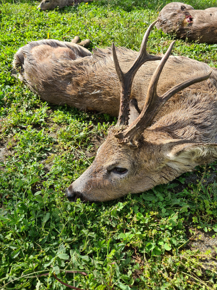 polovacka-v-madarsku