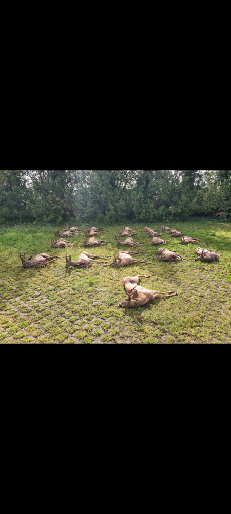 polovacka-v-madarsku