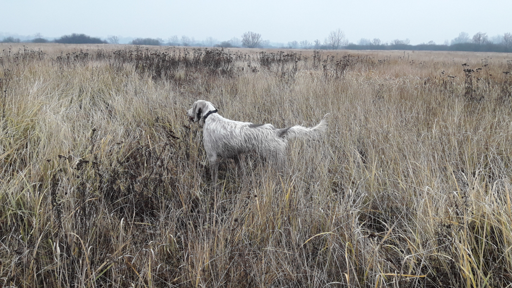 Slovenský hrubosrstý stavač
