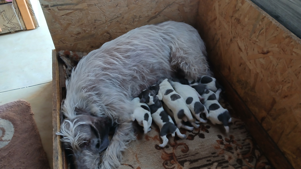 Slovenský hrubosrstý stavač
