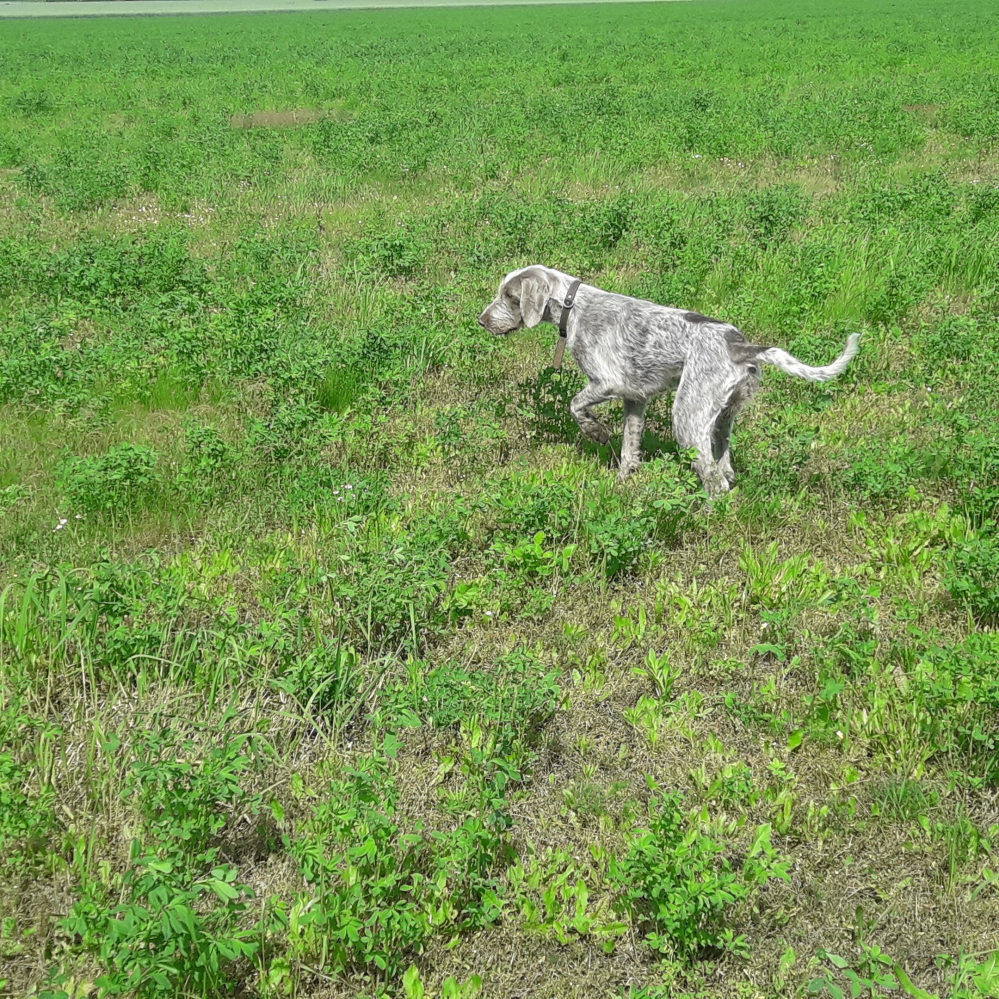 Slovenský hrubosrstý stavač