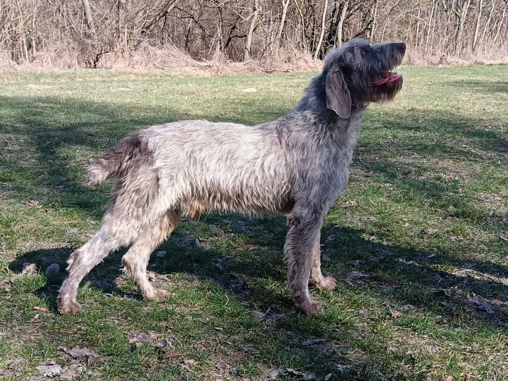 Slovenský hrubosrstý stavač