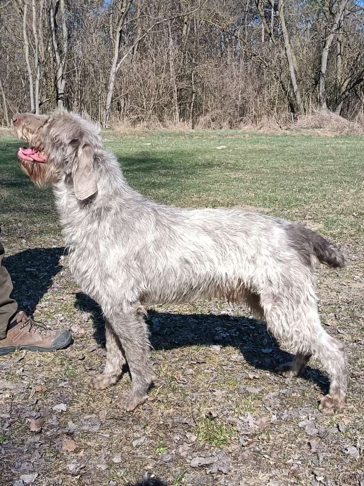 Slovenský hrubosrstý stavač