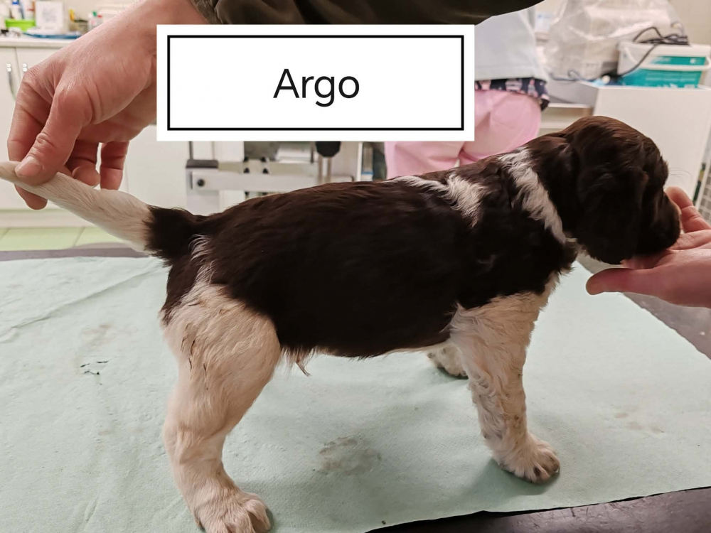 Predam steniatka Maleho Munsterlandskeho Stavaca