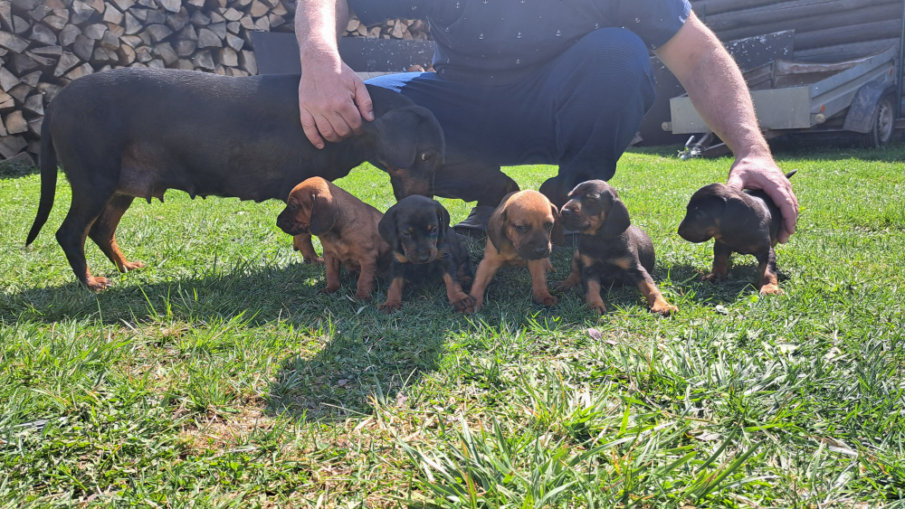 Šteniatka Tatranského duriča s PP