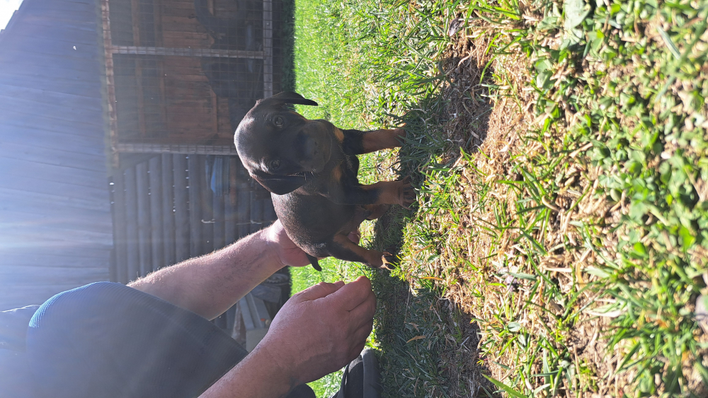 Šteniatka Tatranského duriča s PP